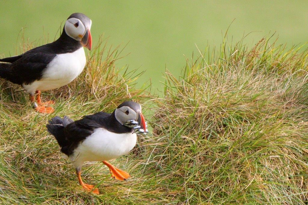 Papageitaucher auf den Westmännerinseln