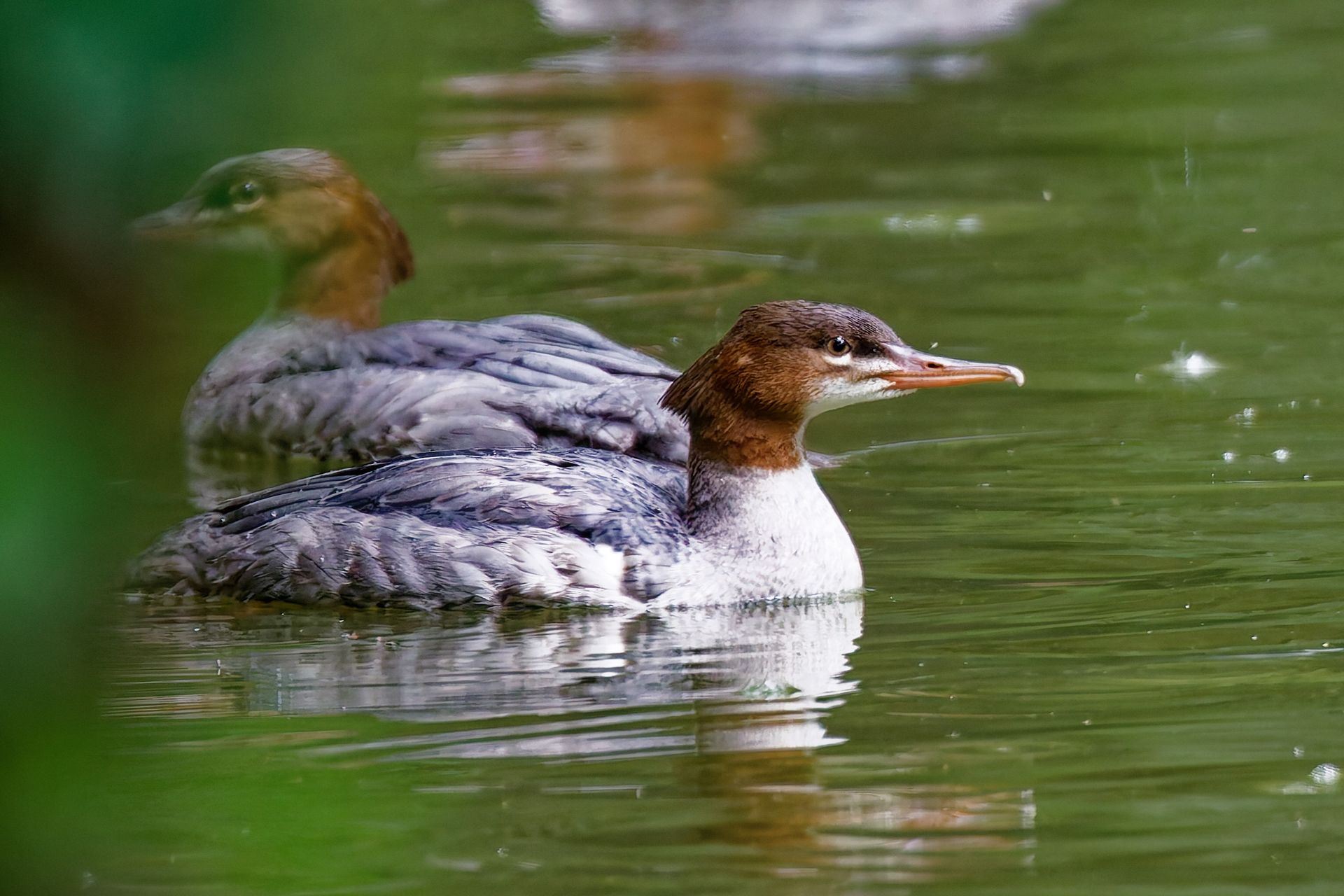  Gänsesäger Portrait