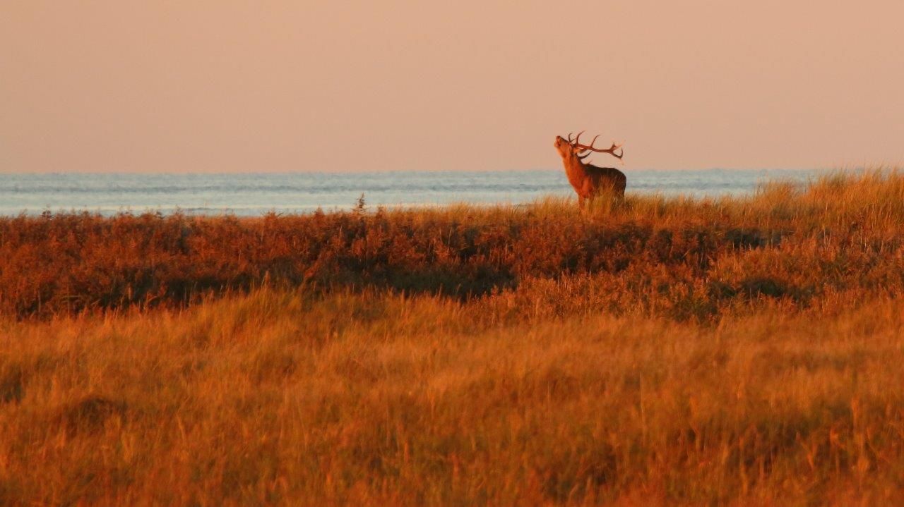 Rothirsch im letzten Licht
