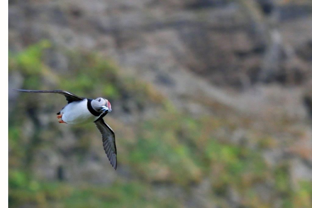 Papageitaucher fliegt auf den Westmännerinseln