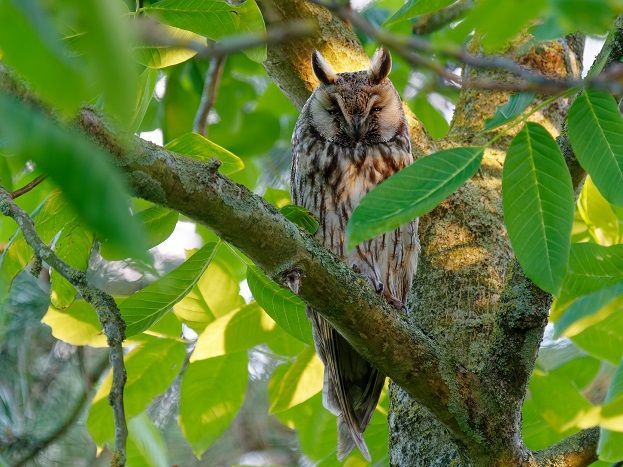 Waldohreule in Pfahlstellung