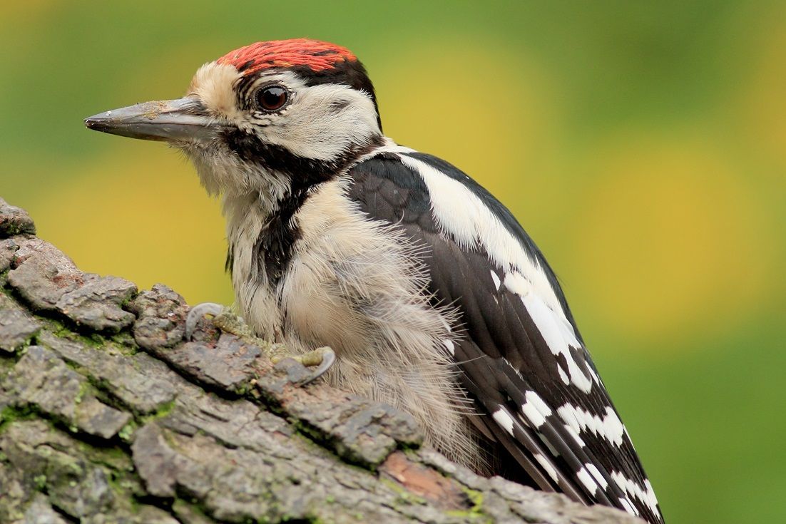 Junger Buntspecht vor gelben Blumen