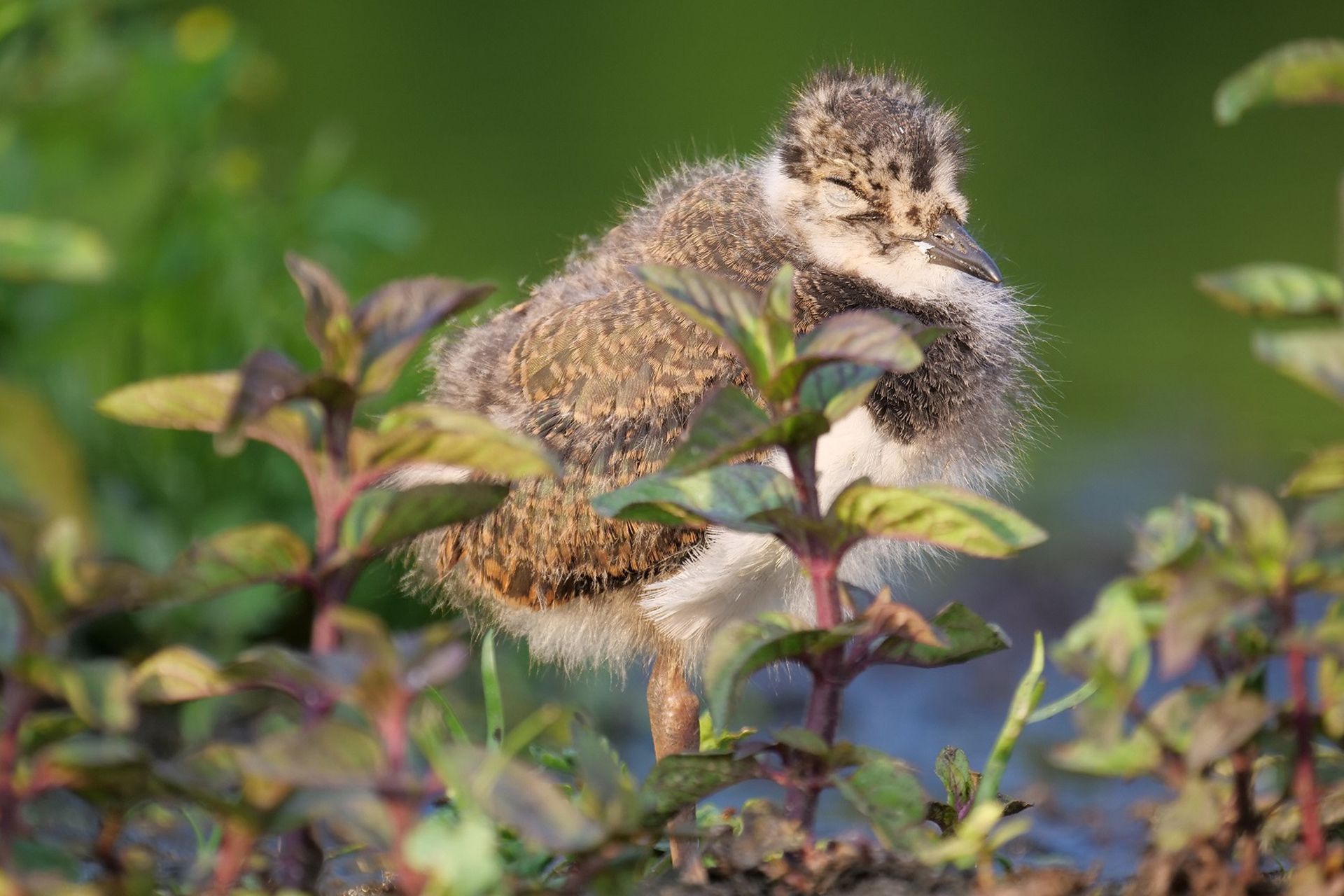 Junger Kiebitz im Naturpark Dahme-Heideseen schläft