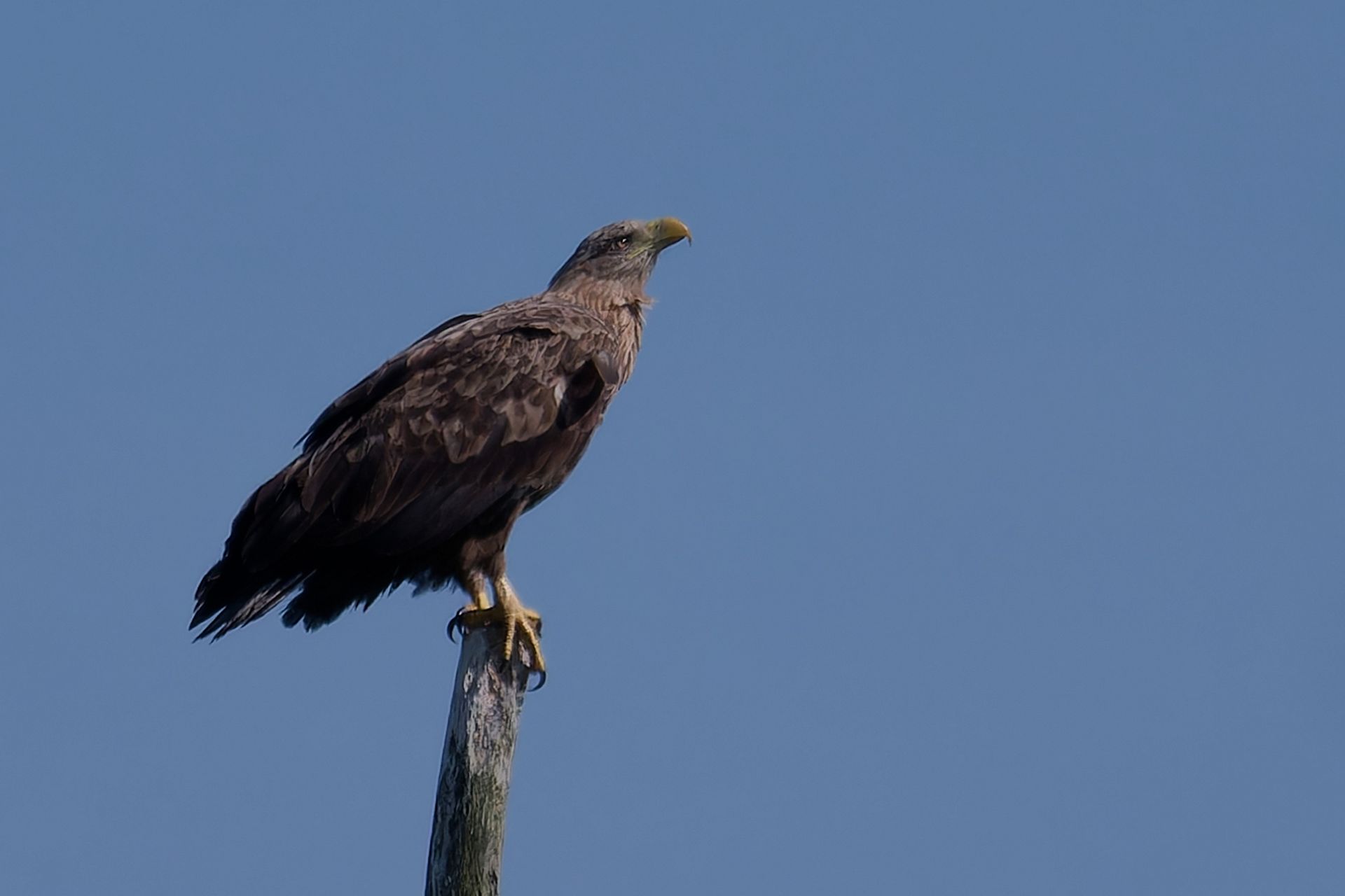 Seeadler auf seiner Sitzwarte