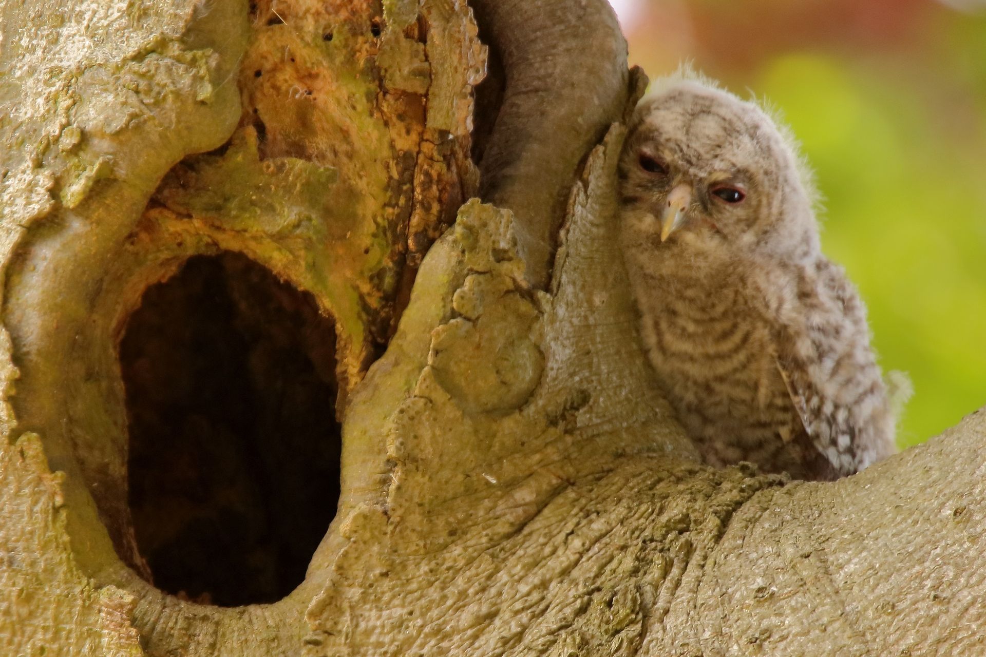 junger Waldkauz im Naturpark Dahme-Heideseen