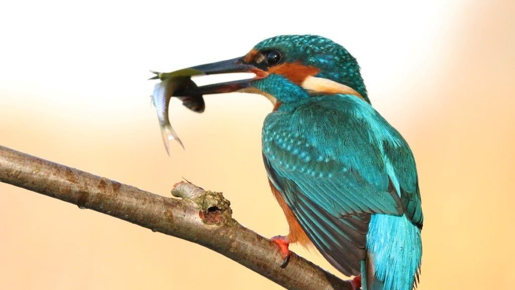  King Fisher