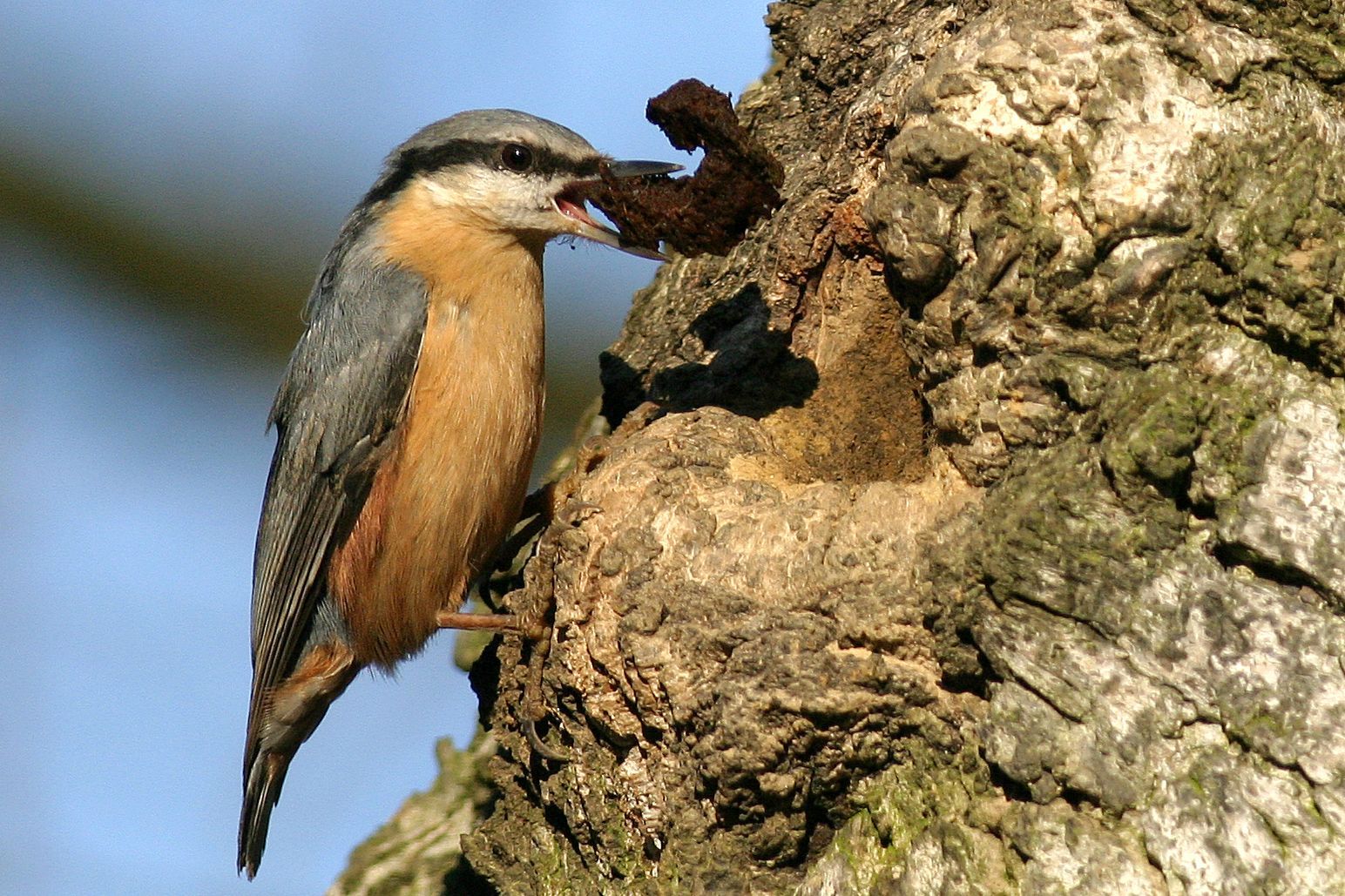 Kleiber beim (zu)kleben der Bruthöhle