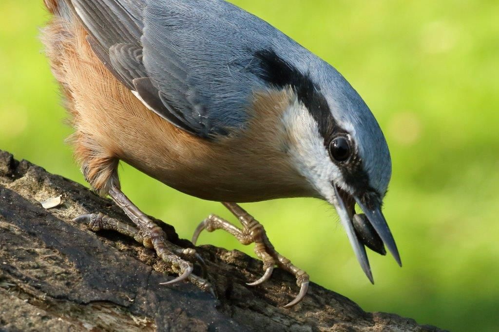 Kleiber beim Fressen
