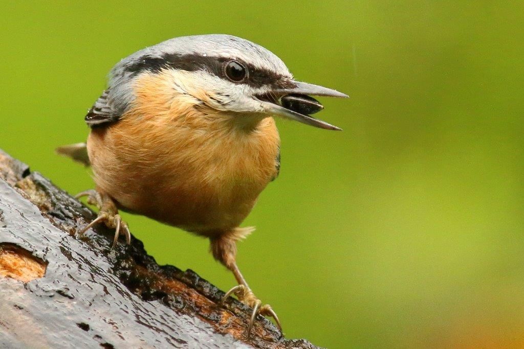 Kleiber mit Sonnenblumenkern