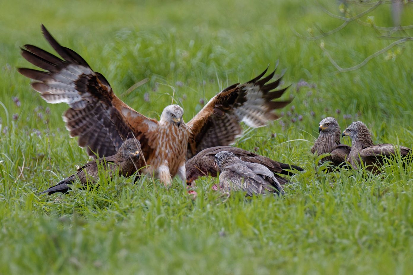 Roter Milan mit ausgebreiteten Schwingen bei der Landung