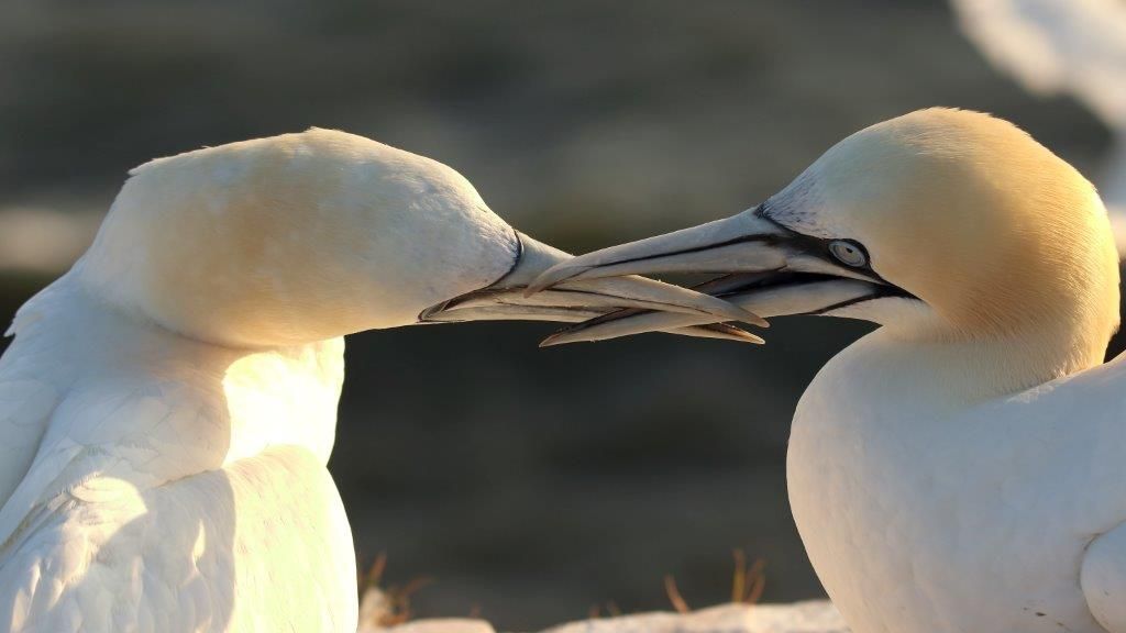 die Liebe der Basstölpel