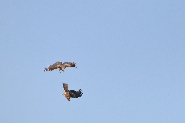Luftkampf der Milane im Naturpark Dahme-Heideseen