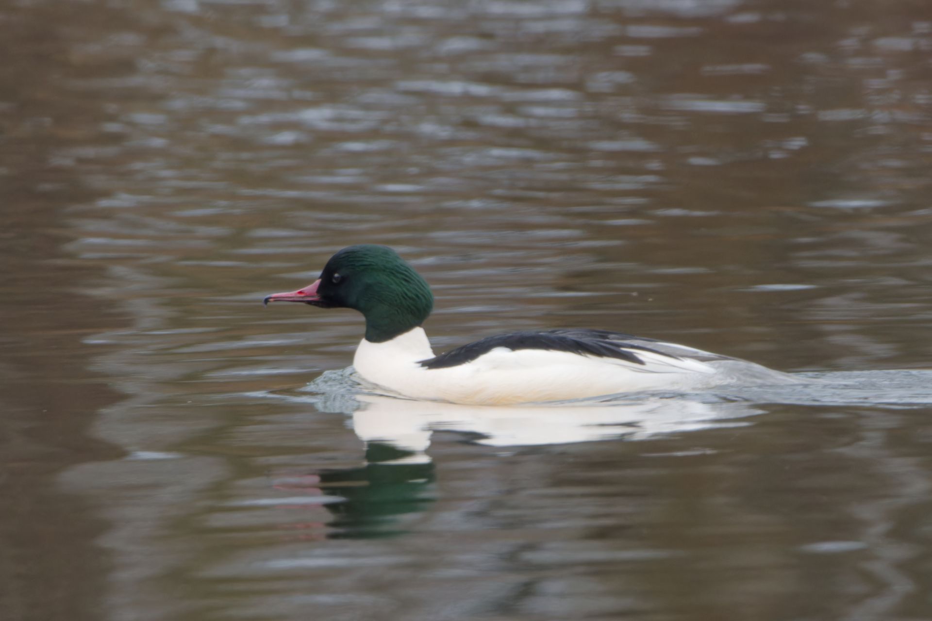 Gänsesäger Männchen