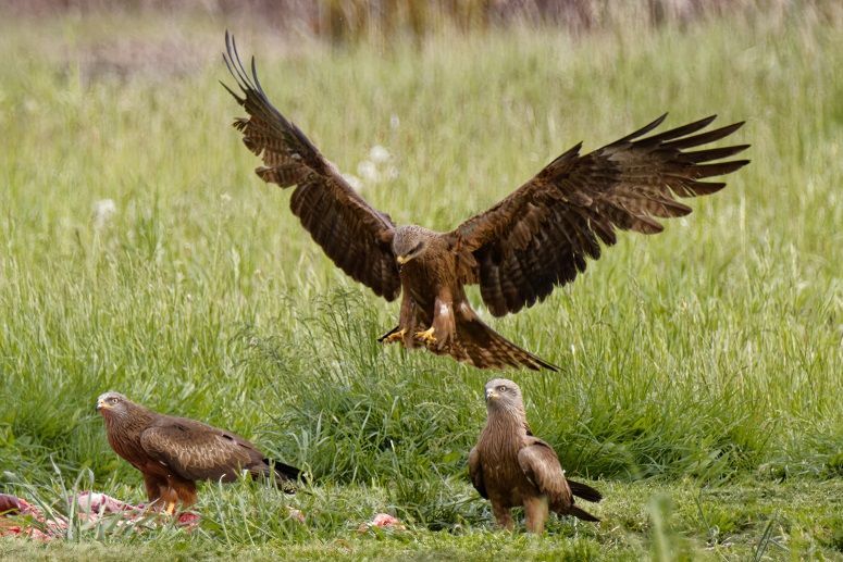Landender Milan im Naturpark Dahme-Heideseen