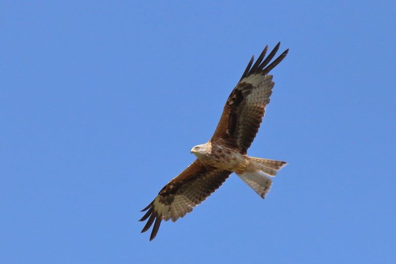 Milan am Himmel im Naturpark Dahme-Heideseen