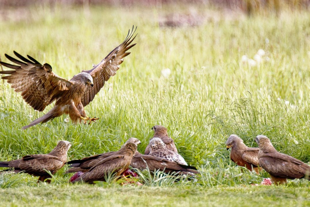 Roter Milan landet am Aas im Naturpark Dahme-Heideseen
