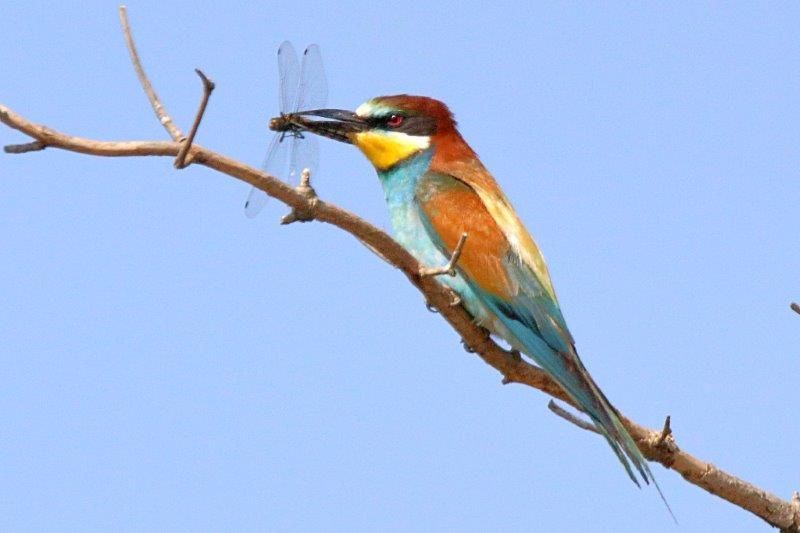 Bienenfresser mit Libelle