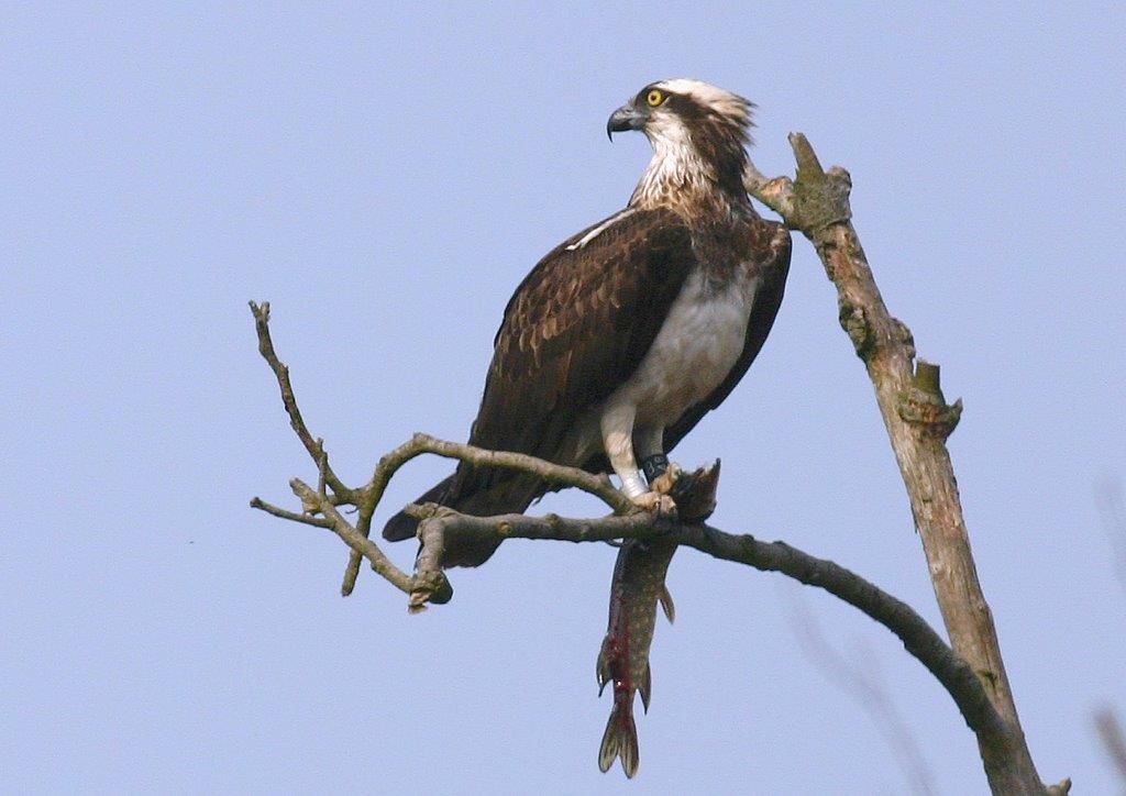 Fischadler mit großem Ring und einem großen Hecht als Beute