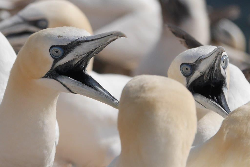 Streit bei den Basstölpeln auf Helgoland