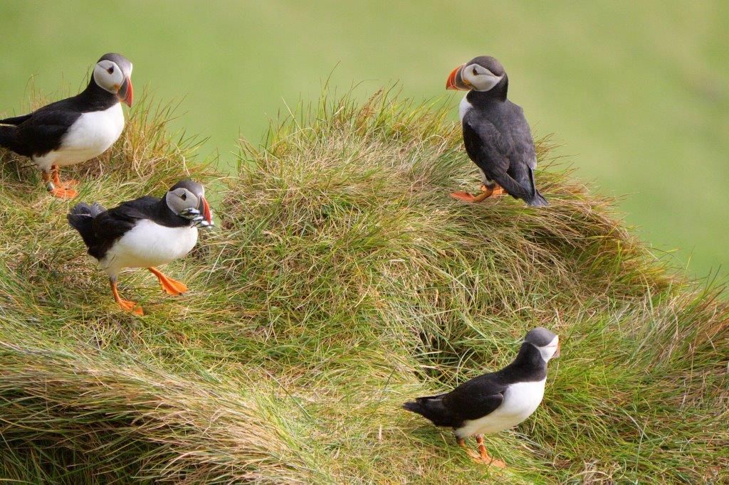 Papageitaucher auf den Westmännerinseln