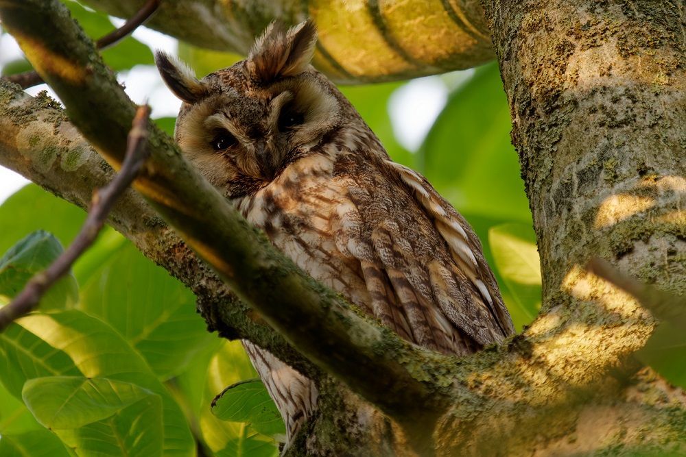 Nichts entgeht der Waldohreule