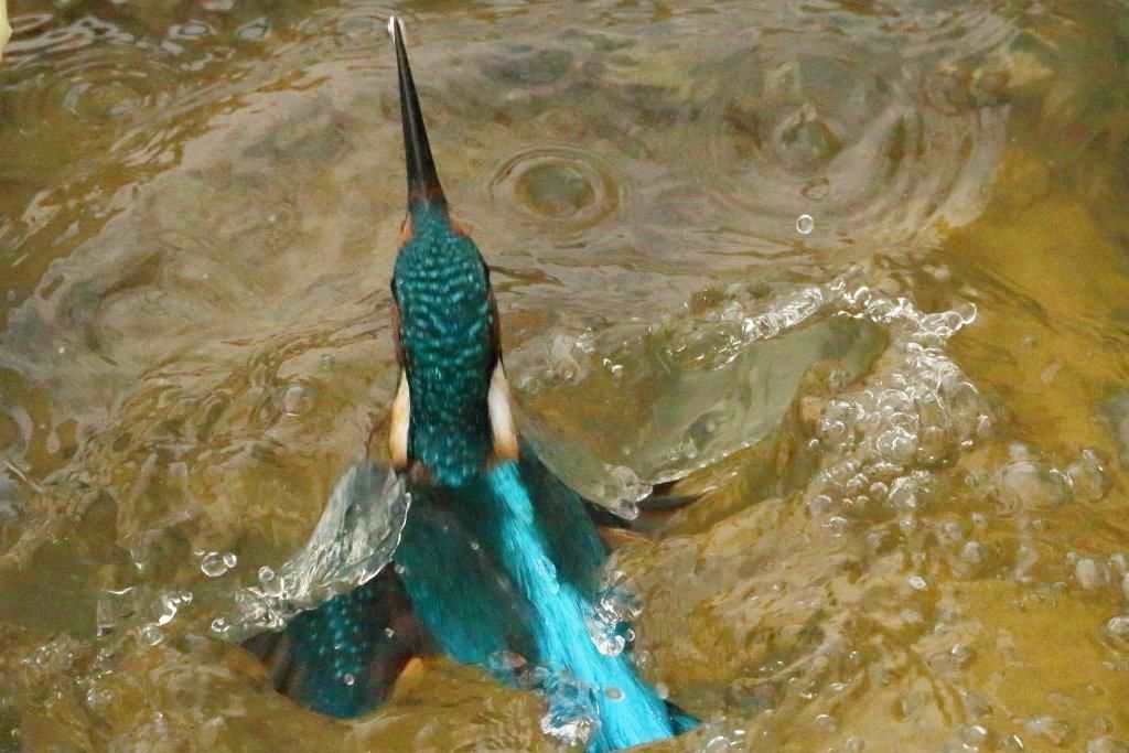 Eisvogel taucht nach der Jagd auf