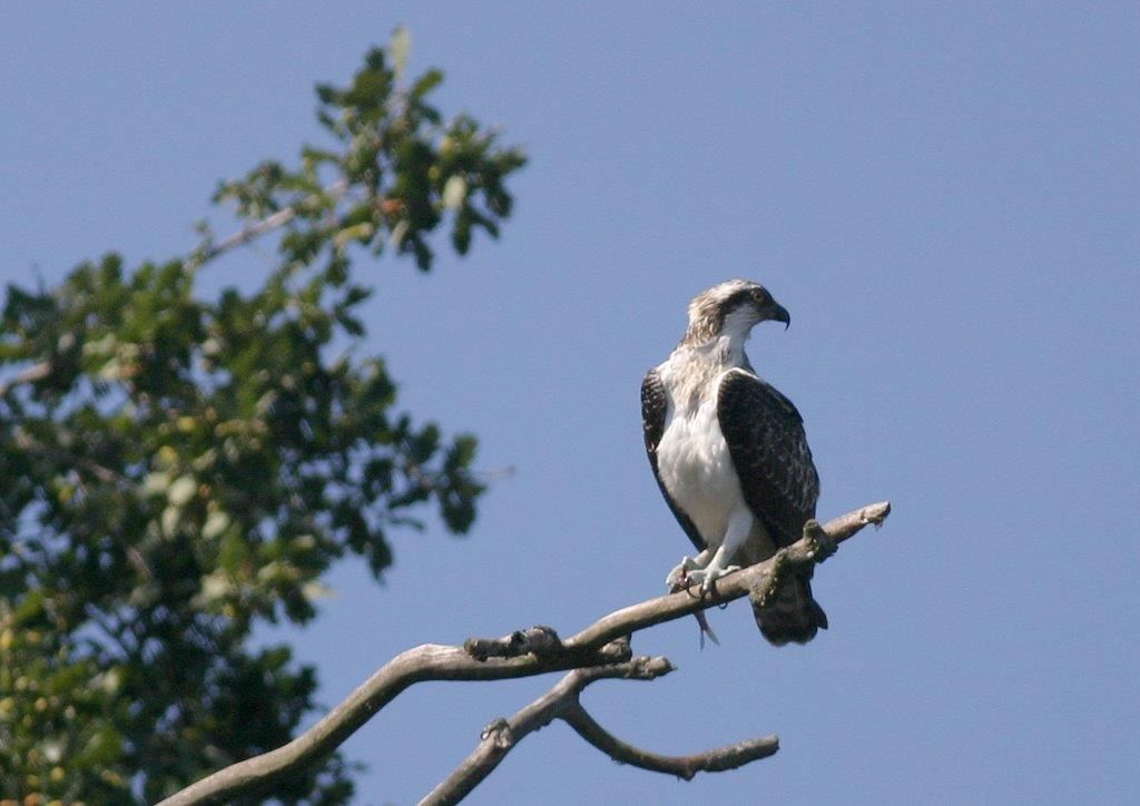 Fischadler im Naturpark Dahme-Heideseen