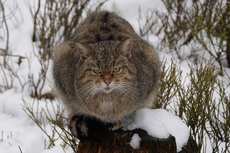 Wildkatze im Fichtelgebirge