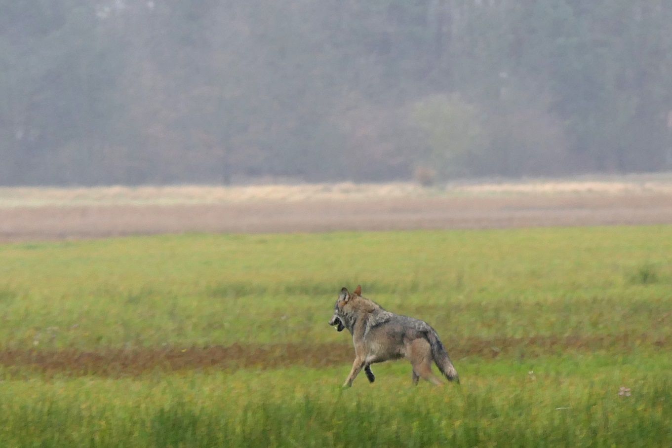 Wolf auf der Pirsch im Naturpark Dahme-Heideseen