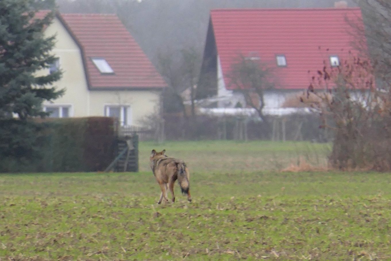 Wolf vor einem Haus im Naturpark Dahme-Heideseen