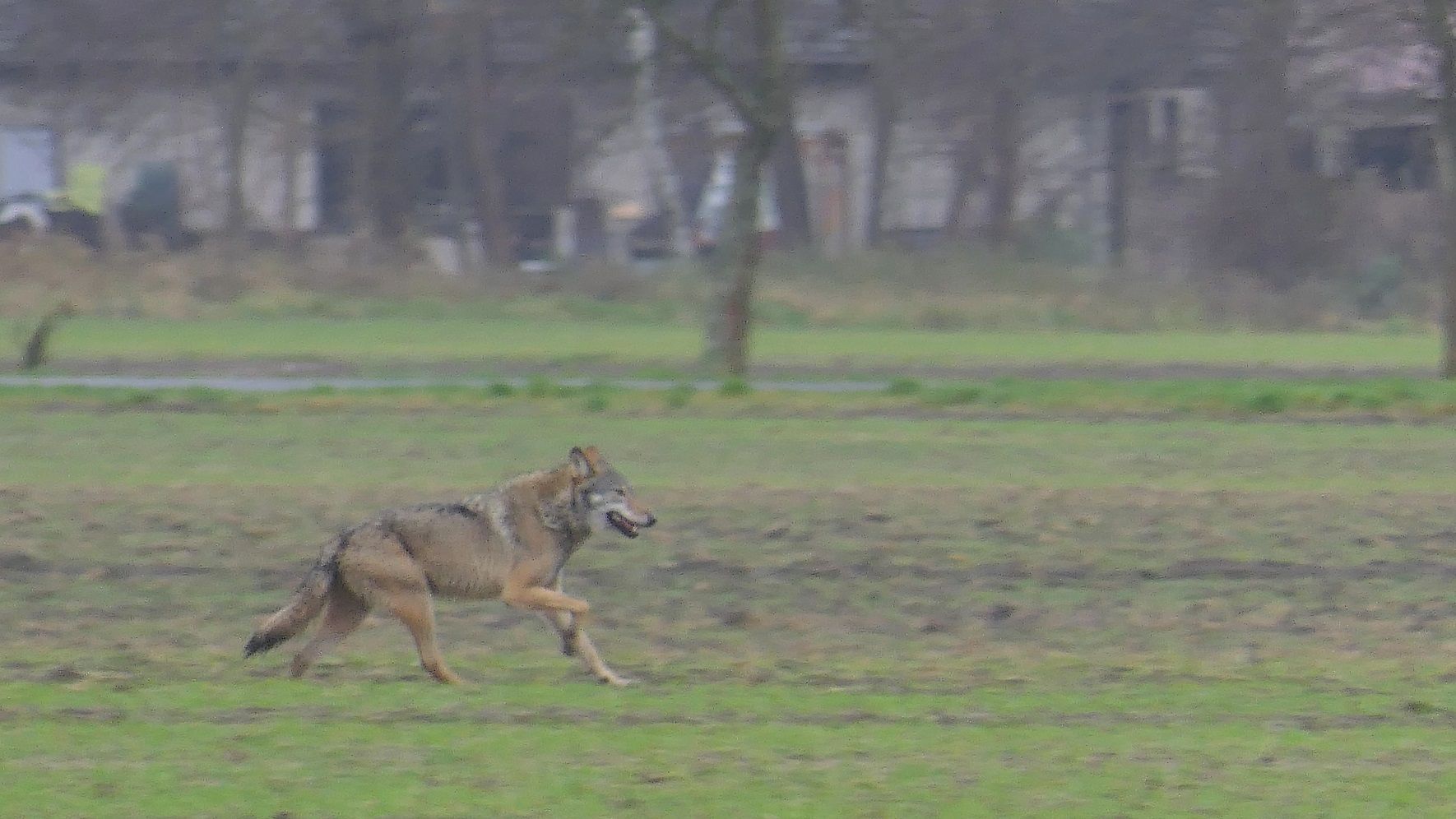 Wolf passiert Häuser im Naturpark Dahme-Heideseen