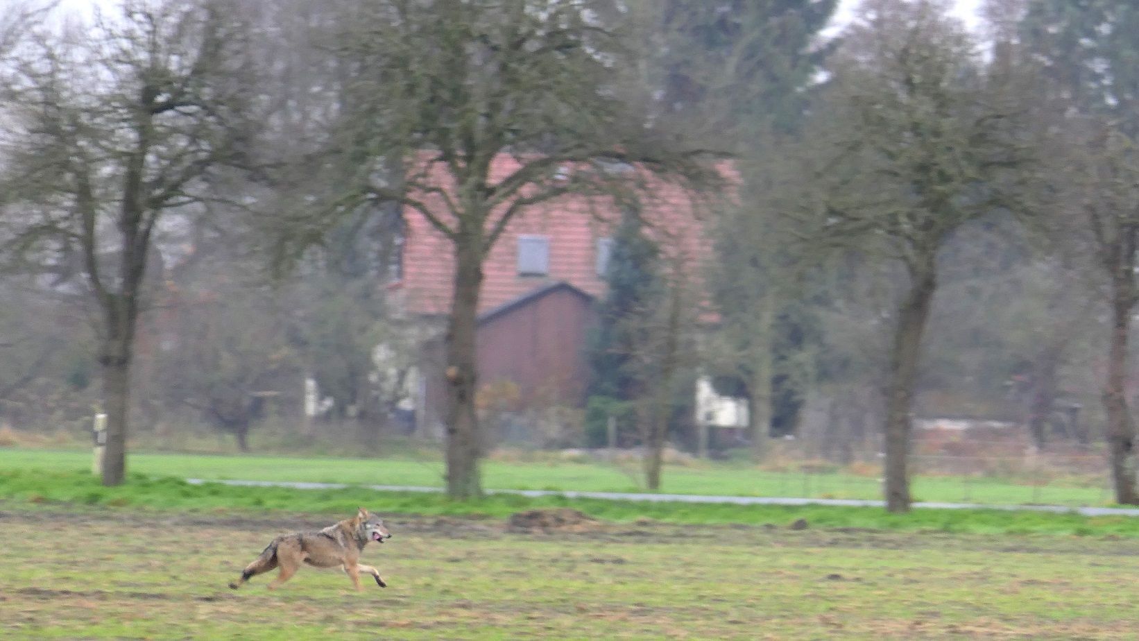 Wolf vor Häusern im Dorf Philadelphia