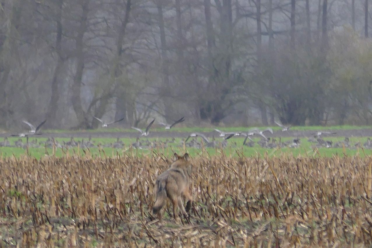 Wolf und Graugänsen´  im Naturpark Dahme-Heideseen