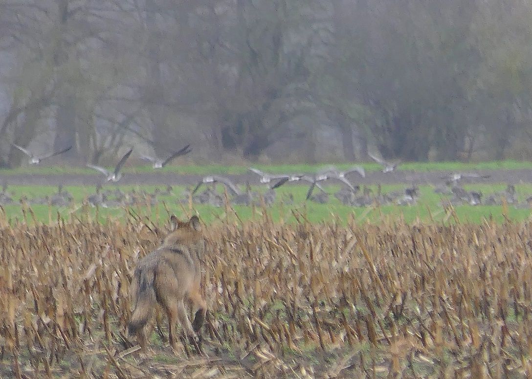 Wolf beobachtet Graugänse im Naturpark Dahme-Heideseen