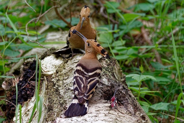 Wiedehopfe bei der Fütterung