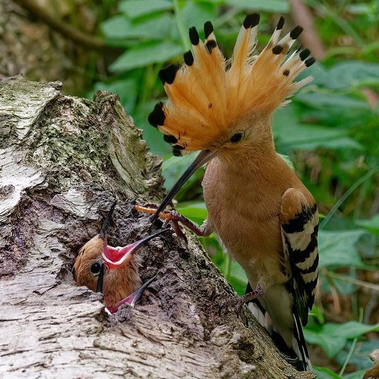 kleiner Wiedehopf wird gefüttert