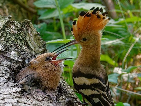 Wiedehof und großes Junge