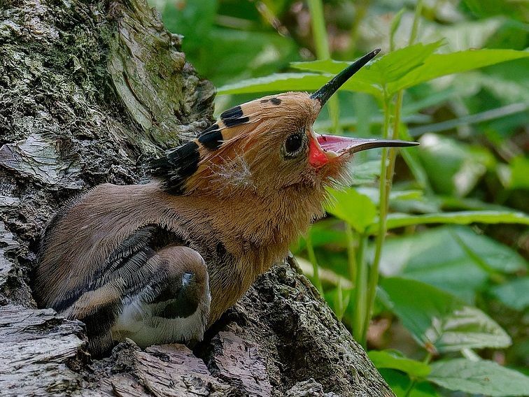 Junger Wiedehopf schreit