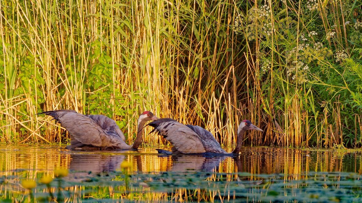 Kranich schwimmt im Naturpark Dahme-Heideseen