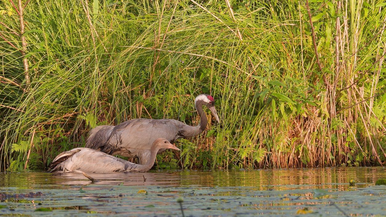 Kranich mit seinem Jungen schwimmt