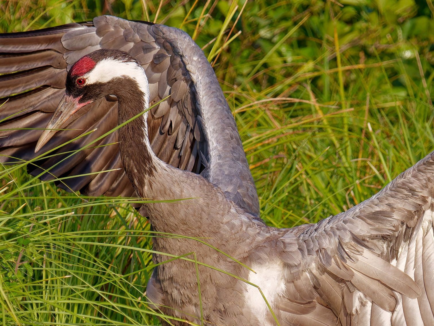 Kranich trocknet seine Flügel