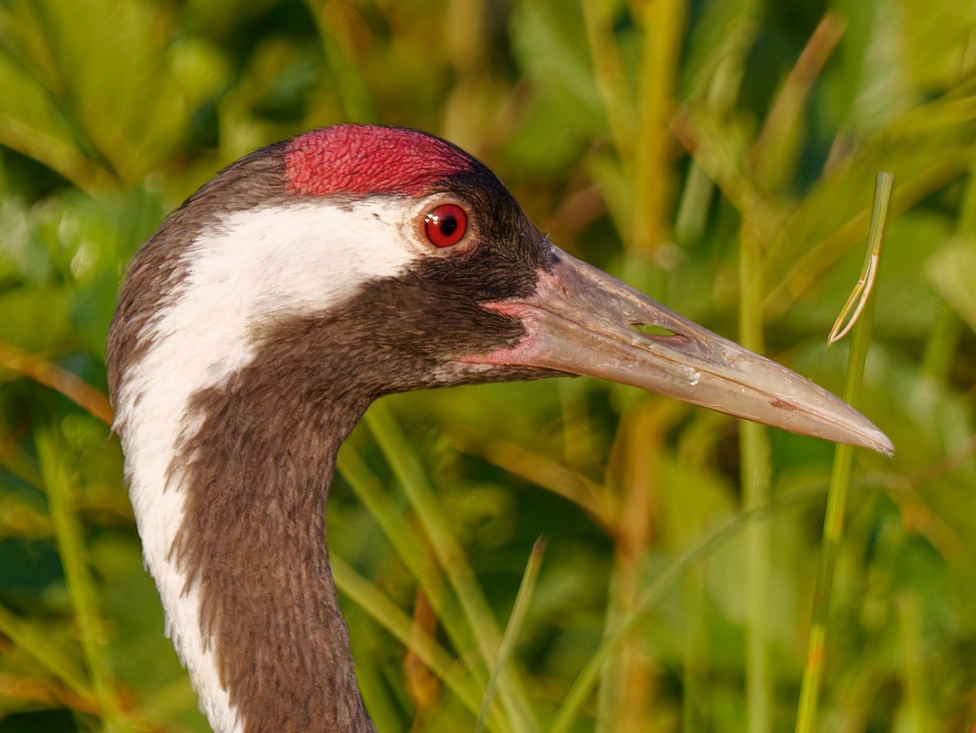 Porträt eines ausgewachsenen Kranich