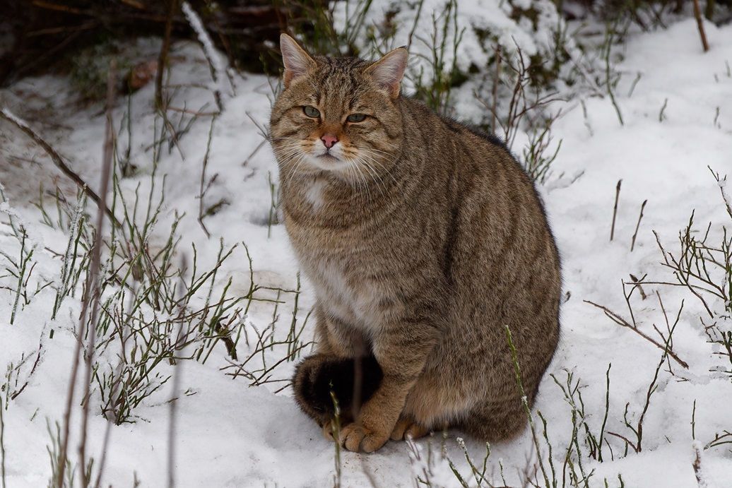 Wildkatze im Fichtelgebirge