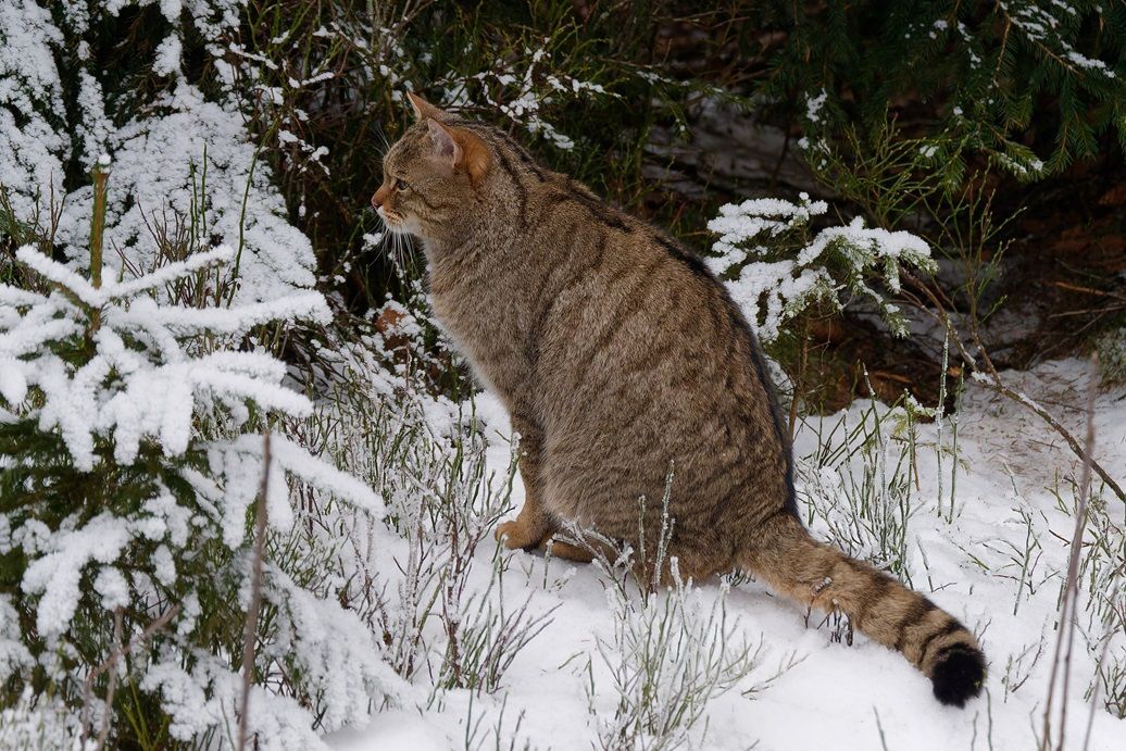Wildkatze im Fichtelgebirge