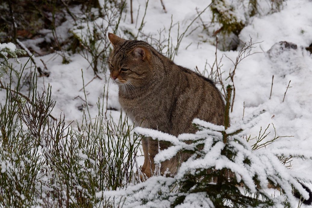 Wildkatze im Fichtelgebirge