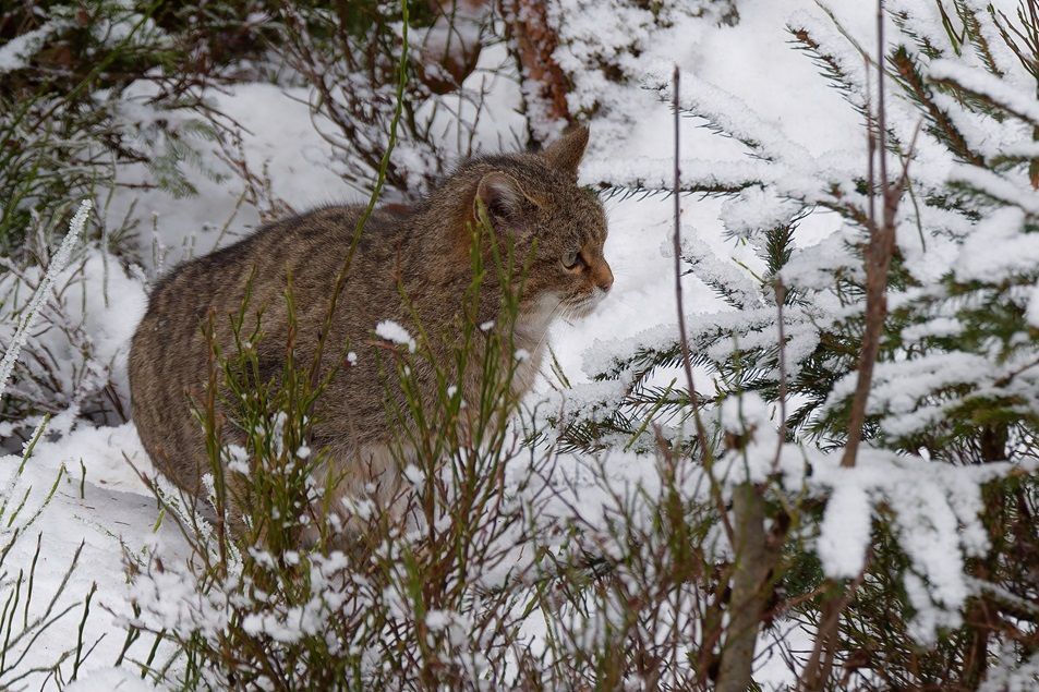 Wildkatze im Fichtelgebirge