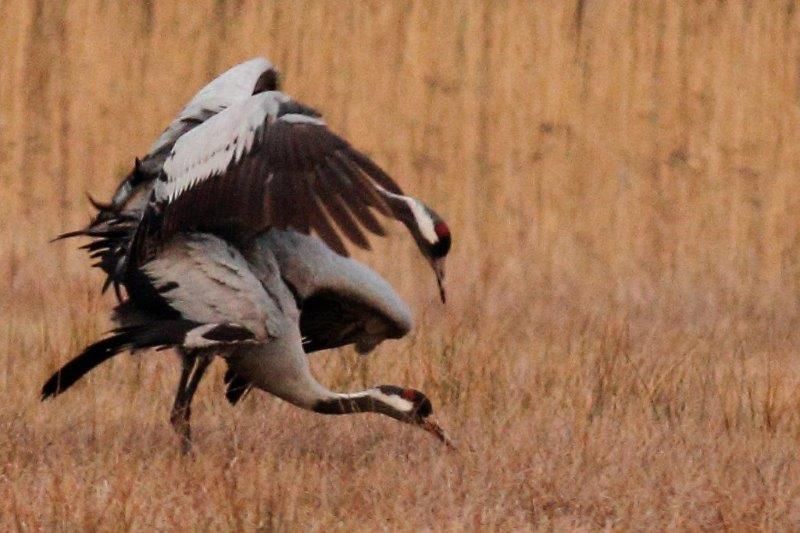 Kraniche tanzenim Naturpark Dahme-Heideseen