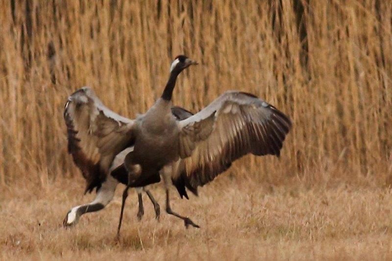 Kraniche tanzenim Naturpark Dahme-Heideseen