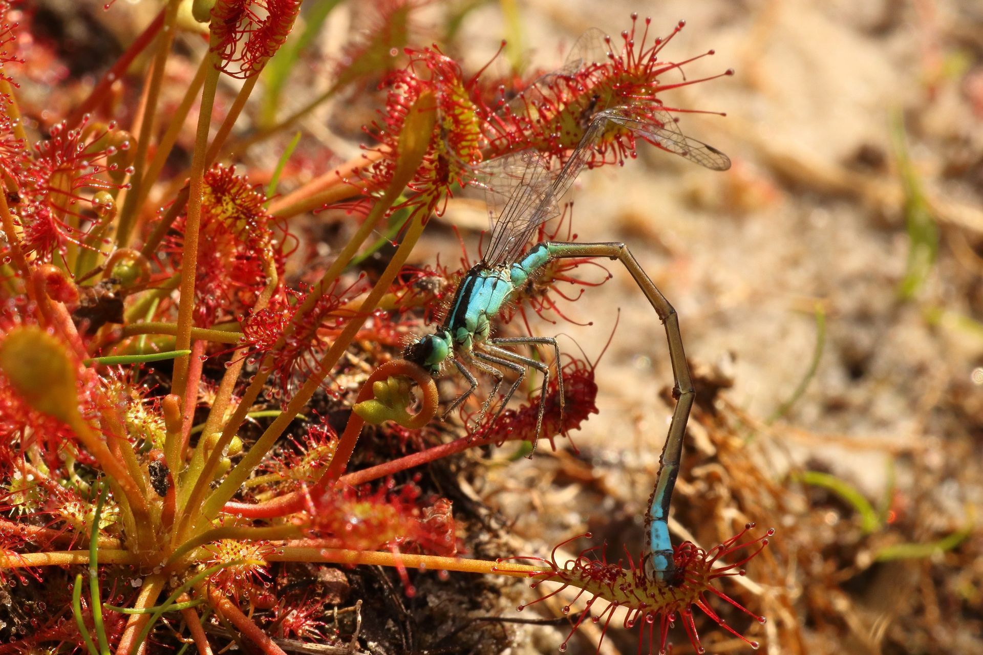 Pechlibelle gefangen im Sonnentau