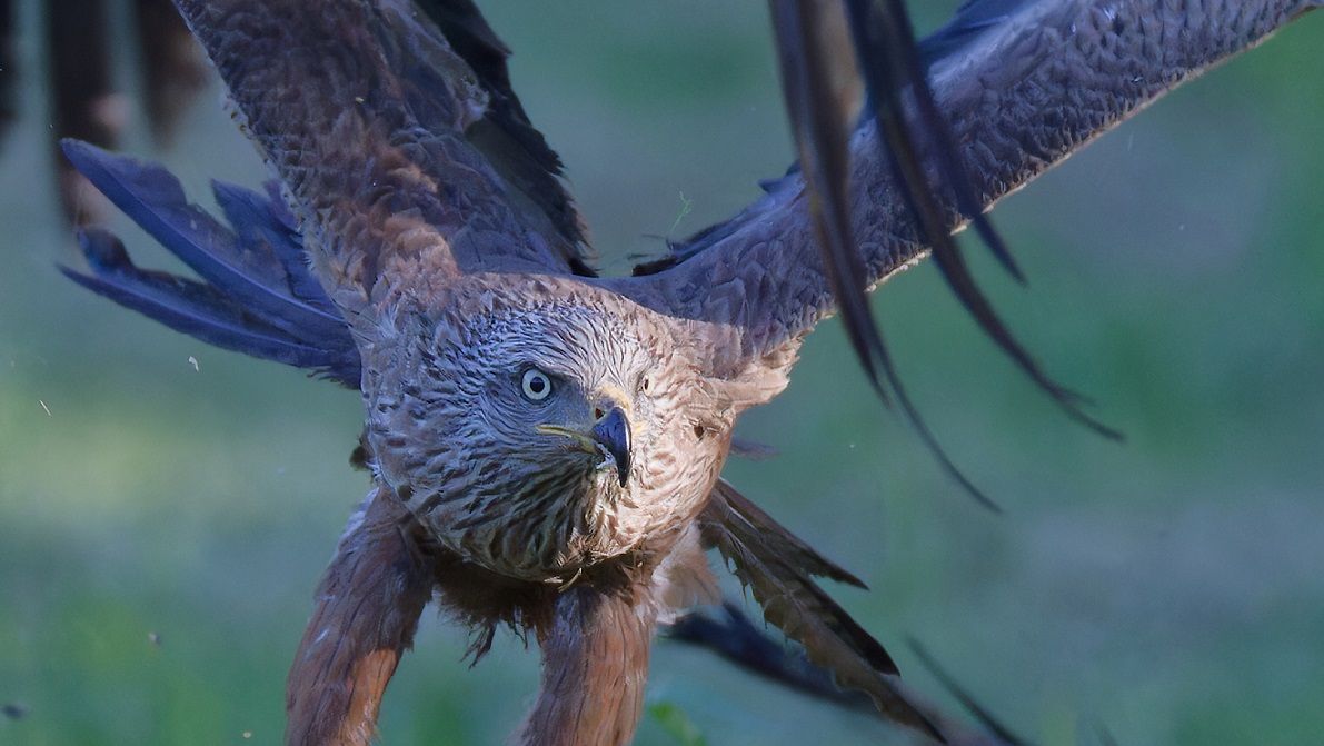 Porträt eines schwarzen Milan